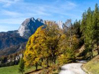 Forststraßen Anstieg mit Blick zu leuchtenden Herbstbäumen und Wildem Kaiser